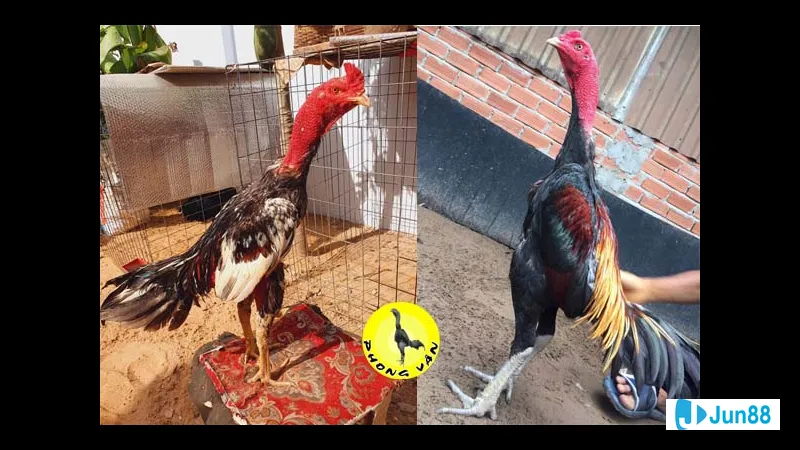 Kỹ năng huấn luyện và chăm sóc gà Kỹ năng huấn luyện và chăm sóc gà