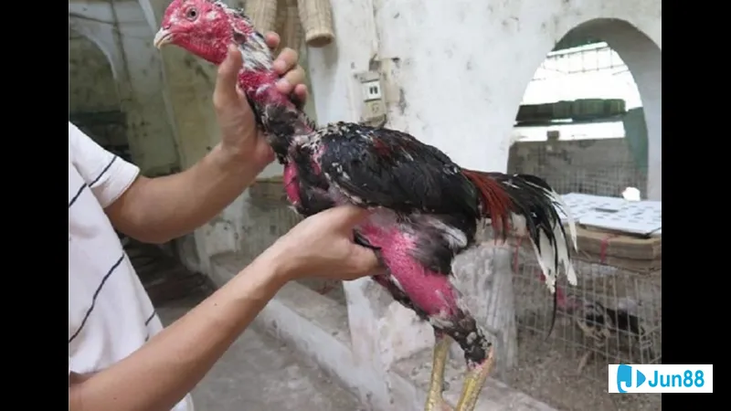 Gà nghỉ ngơi giảm căng thẳng Gà nghỉ ngơi giảm căng thẳng