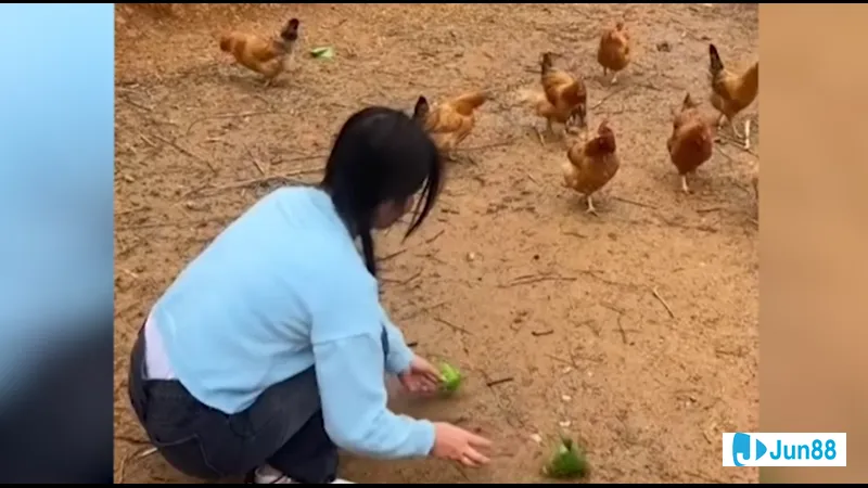 Bắt gà đá không kêu
