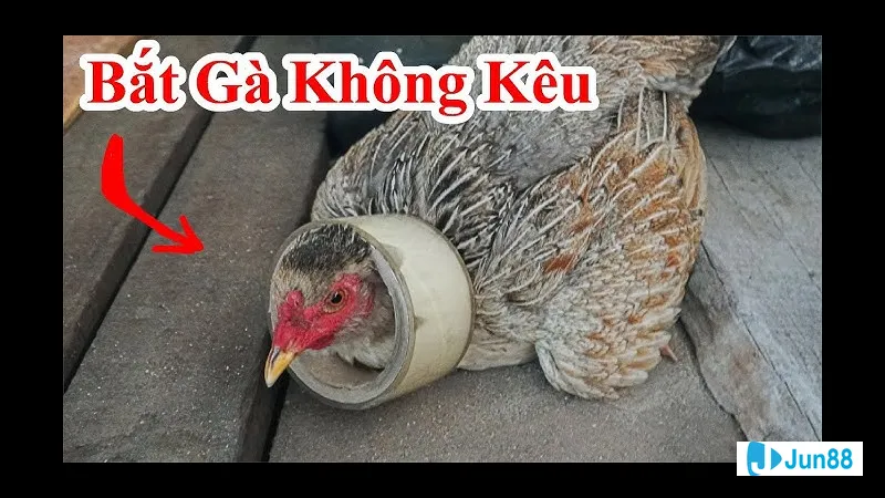 Gà đá không kêu