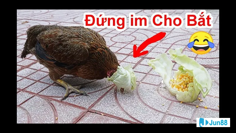 Khoảnh khắc hướng dẫn cách bắt gà đá