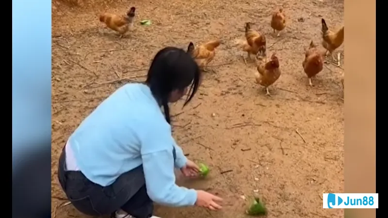 Gà kêu khi bị bắt