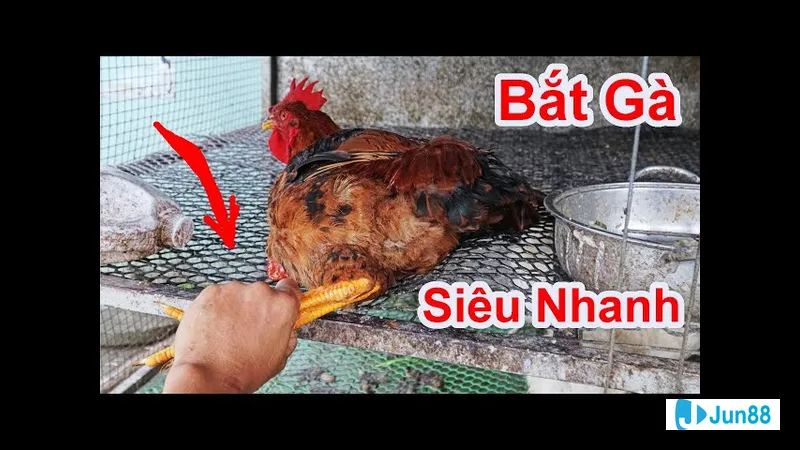 Khoảnh khắc hướng dẫn cách bắt gà đá
