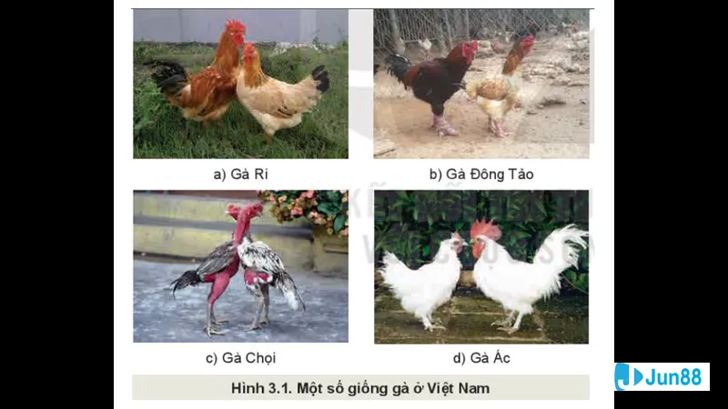 Tính cách và khả năng thi đấu Tính cách và khả năng thi đấu